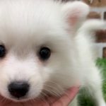 ペットショップ犬の家京都精華店「日本スピッツ」「問い合わせ番号103507」