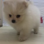 ペットショップ犬の家＆猫の里　マークイズ静岡店　104594　ポメラニアン