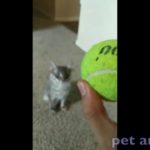 かわいい動物、犬、猫たち　おもしろペット動画＃138