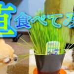 【丸麦チャンネル】ペットグラス食べてみた【ペットグラス】【犬猫用の草】