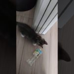 ペットボトルと遊ぶ子猫。